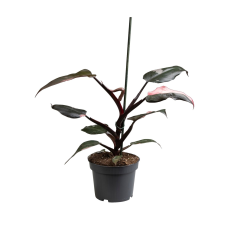 Philodendron Pink Princess