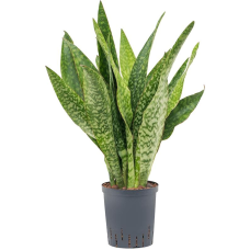 Sansevieria masoniana Dragon (HYDRO)