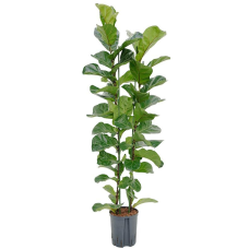 Ficus lyrata Bambino (HYDRO)