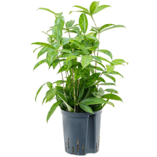 Dracaena surculosa (HYDRO)